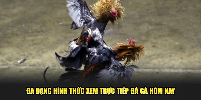 Đa dạng hình thức xem trực tiếp đá gà hôm nay