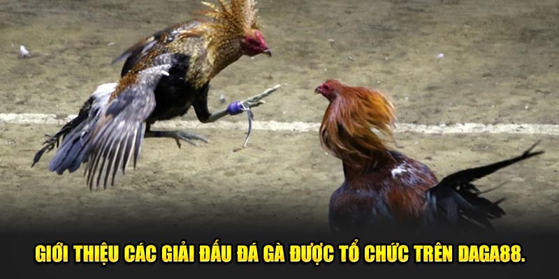 Giới thiệu các giải đấu đá gà được tổ chức trên Daga88.