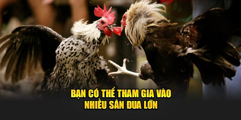 Bạn có thể tham gia vào nhiều sân đua lớn