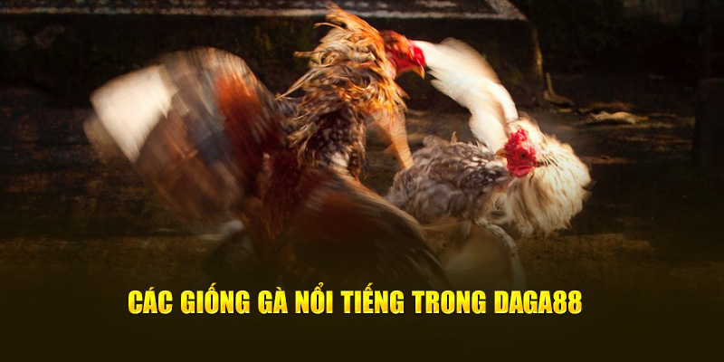 Các chiến kê nổi tiếng