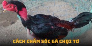 Cách Chăm Sóc Gà Chọi Tơ - Cách Để Gà Khỏe Mạnh Sung Sức