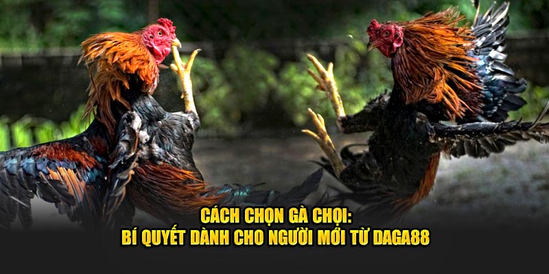 Cách Chọn Gà Chọi: Bí Quyết Dành Cho Người Mới Từ Daga88