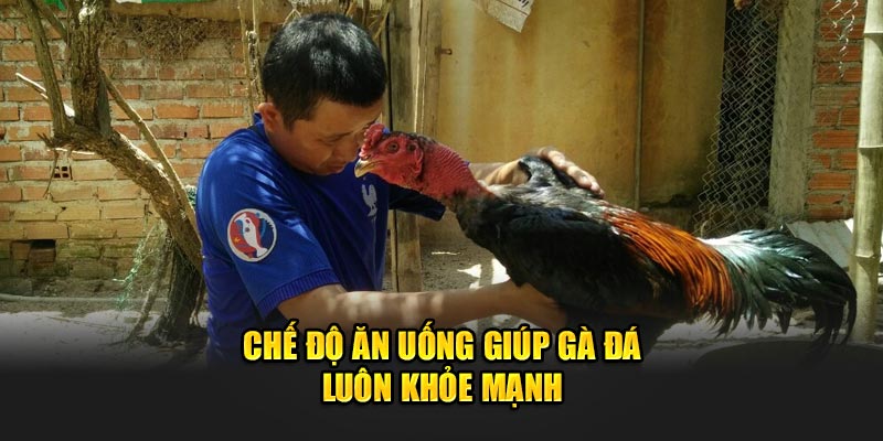 Chế độ ăn uống giúp gà đá luôn khỏe mạnh