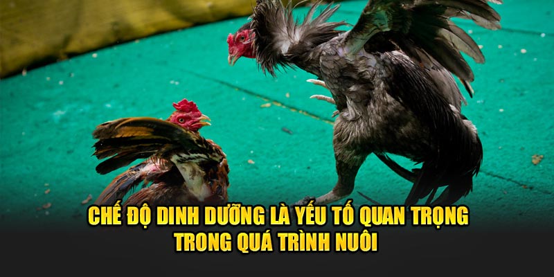 Chế độ dinh dưỡng là yếu tố quan trọng trong quá trình nuôi 