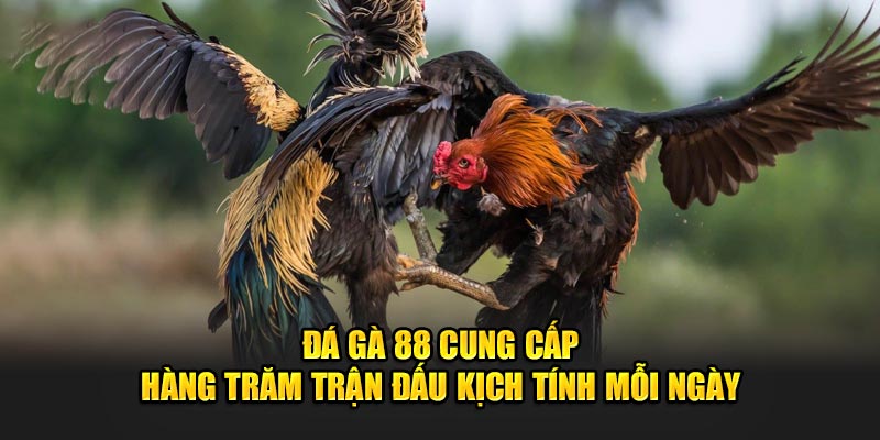 Đá gà 88 cung cấp hàng trăm trận đấu kịch tính mỗi ngày