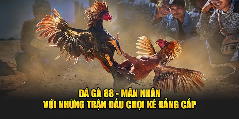 Đá Gà 88​ - Mãn Nhãn Với Những Trận Đấu Chọi Kê Đẳng Cấp