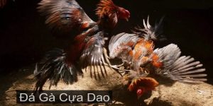 Đá gà cựa dao sân chơi đẳng cấp số 1 thị trường 