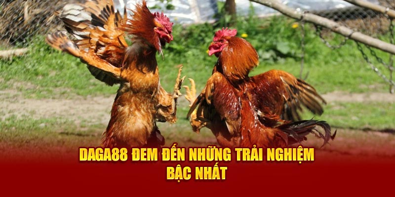 Daga88 đem đến những trải nghiệm bậc nhất