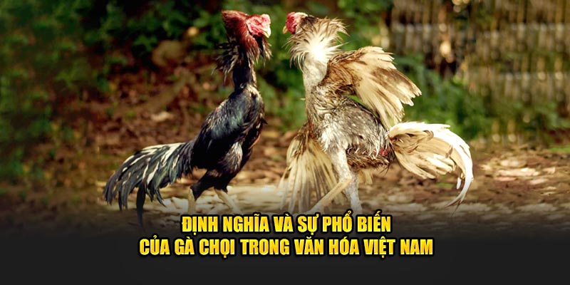 Định nghĩa và sự phổ biến kê chọi trong văn hóa Việt Nam