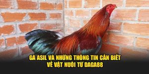 Gà Asil Chiến Kê Huyền Thoại - Thống Trị Mọi Đấu Trường!