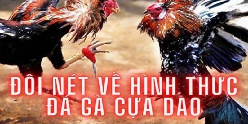 Giới thiệu đá gà cựa dao hình thức giải trí nổi bật 