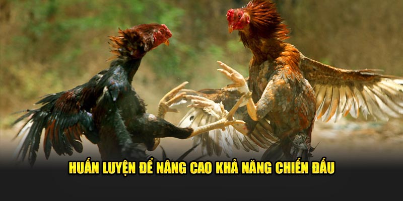 Huấn luyện để nâng cao kỹ thuật chiến đấu