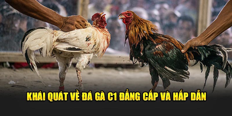 Khái quát về đá gà 88 đẳng cấp và hấp dẫn