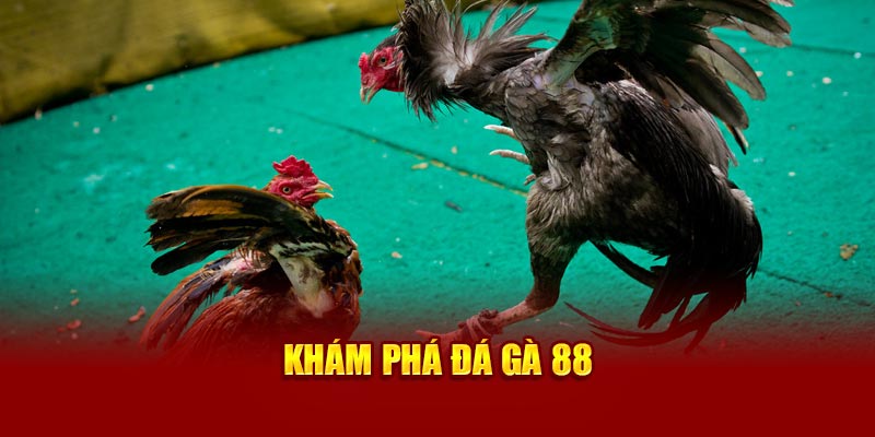 Khám phá chi tiết về đá gà 88