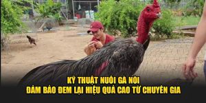 Nuôi Gà Nòi - Kỹ Thuật Chăm Sóc Và Huấn Luyện Hiệu Quả!