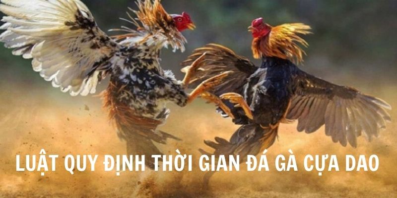 Luật quy định thời gian chọi kê cựa dao 