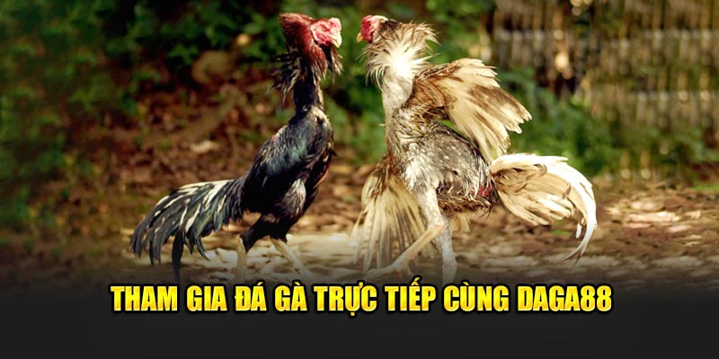 Tham gia đá gà trực tiếp cùng Daga88