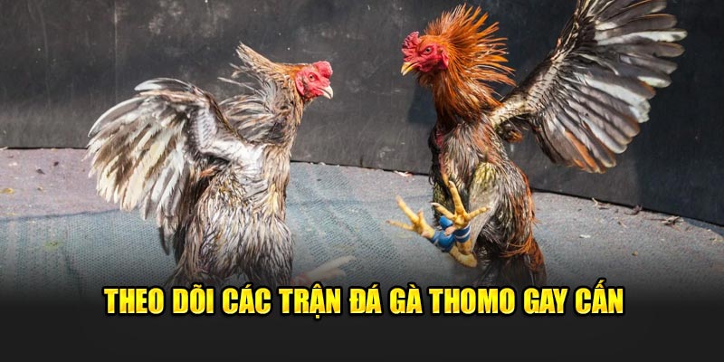 Theo dõi các trận đá gà Thomo gay cấn