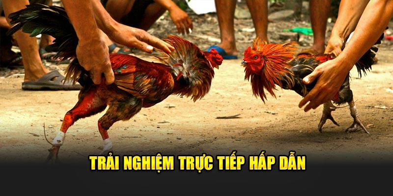 Trải nghiệm trực tiếp hấp dẫn