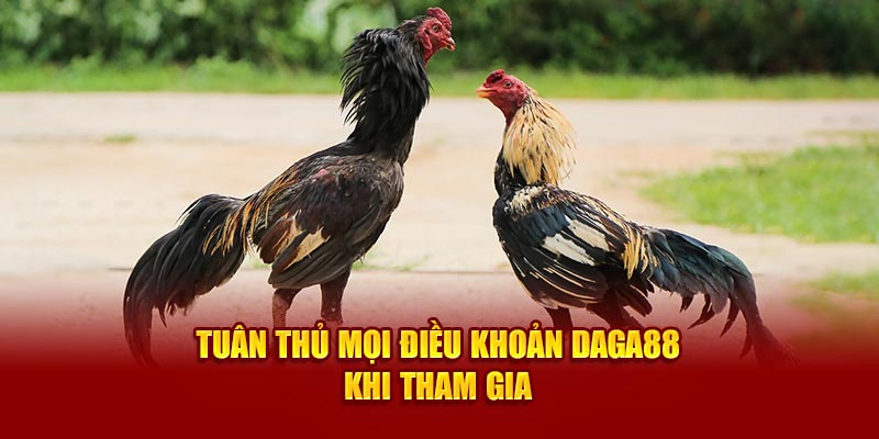 Tuân thủ mọi điều khoản Daga88 khi tham gia