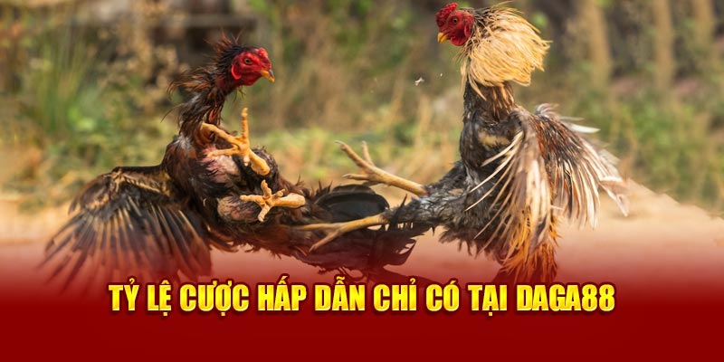 Tỷ lệ cược hấp dẫn chỉ có tại Daga88