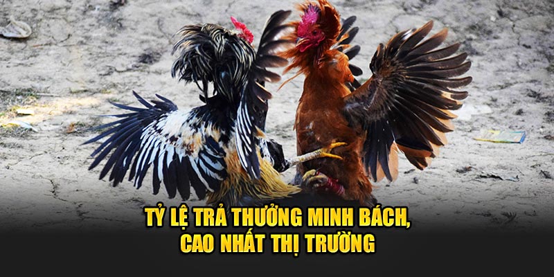 Tỷ lệ trả thưởng minh bách, cao nhất thị trường