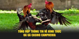 Đá Gà Casino Campuchia - Trải Nghiệm Đỉnh Cao Đam Mê