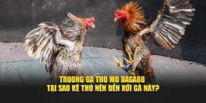 Trường Gà Tho Mo Daga88 - Tại Sao Kê Thủ Nên Đến Xới Gà?