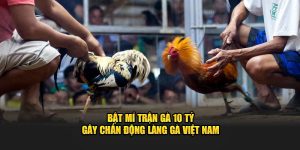 Bật Mí Trận Gà 10 Tỷ Gây Chấn Động Làng Gà Việt Nam