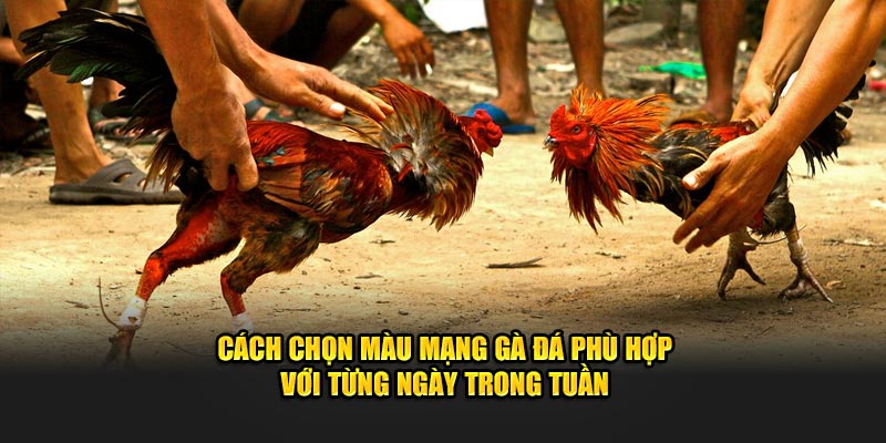 Cách chọn màu mạng gà đá phù hợp với từng ngày trong tuần