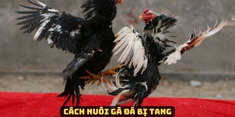 Cách Nuôi Gà Đá Bị Tang Hiệu Quả Từ Chuyên Gia Lâu Năm