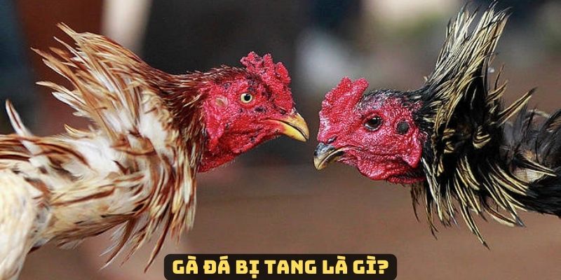 Gà bị tang là gì bạn đã biết chưa?