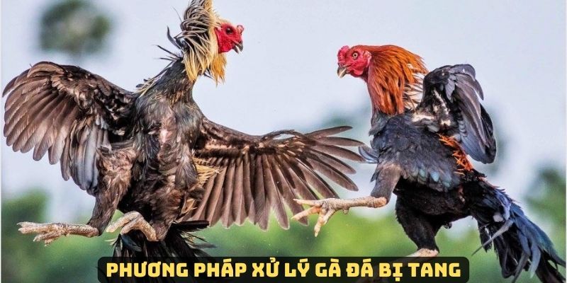 Cách thức xử lý khi nhận thấy gà bị tang sau thi đấu