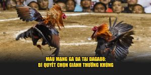 Màu Mạng Gà Đá - Cách Chọn Ngày Tốt Để Tăng Cơ Hội Thắng!