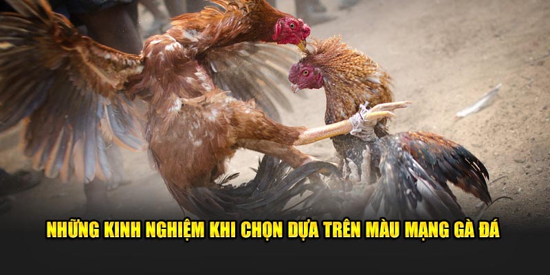 Những kinh nghiệm khi chọn dựa trên màu mạng gà đá