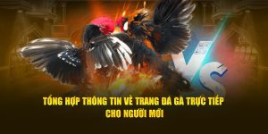 Trang Đá Gà Trực Tiếp - Thưởng Thức Trận Đấu Đỉnh Cao